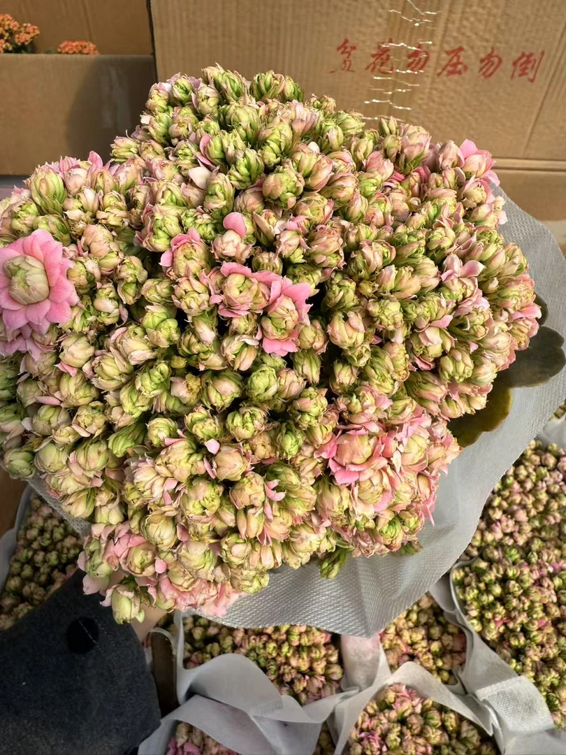 【星空】~稀有品种大花测试花期长季节