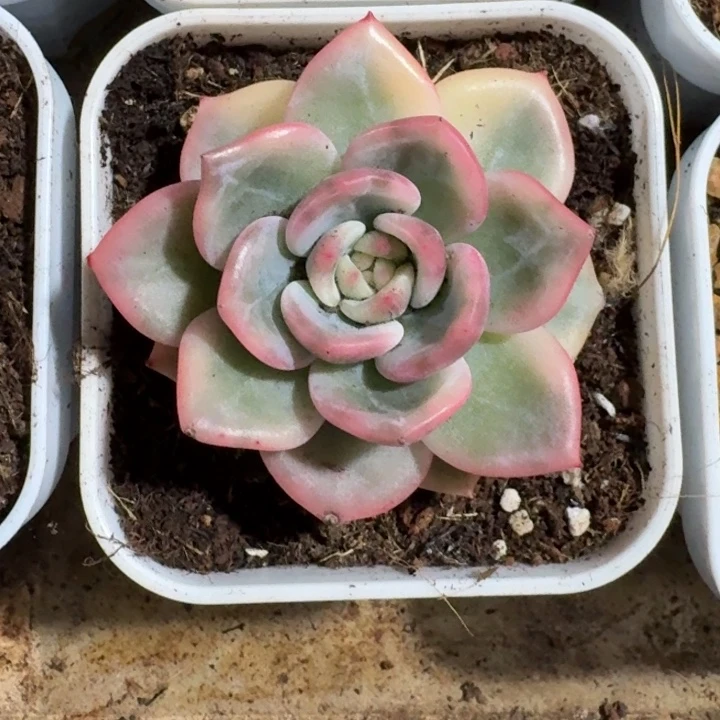 伊丽莎白一物一图