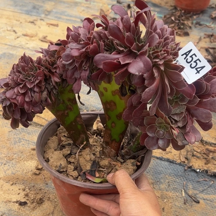 欧缀多肉植物554.