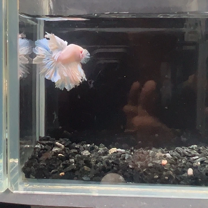 斗鱼跑单拉黑30日52