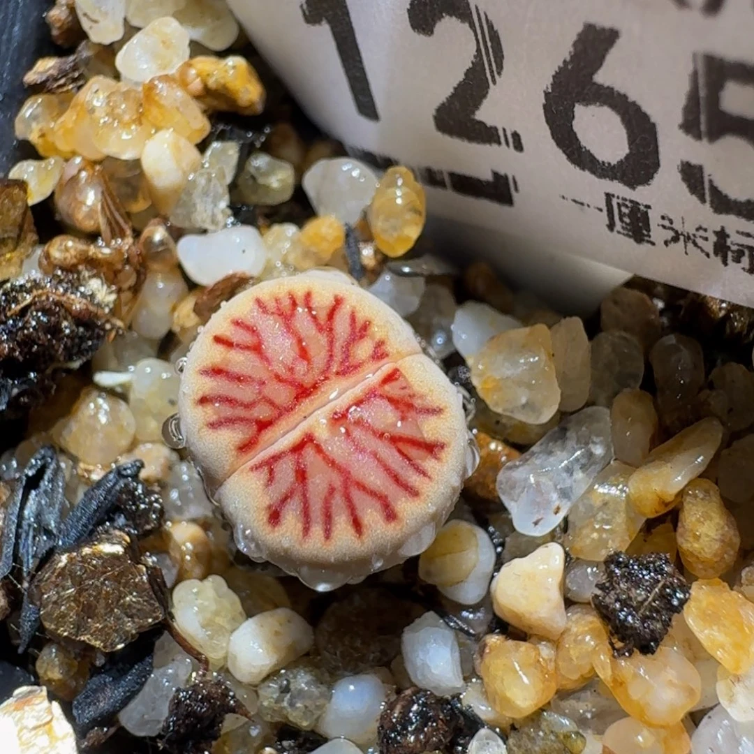 Zzzzz生石花肉锥1265