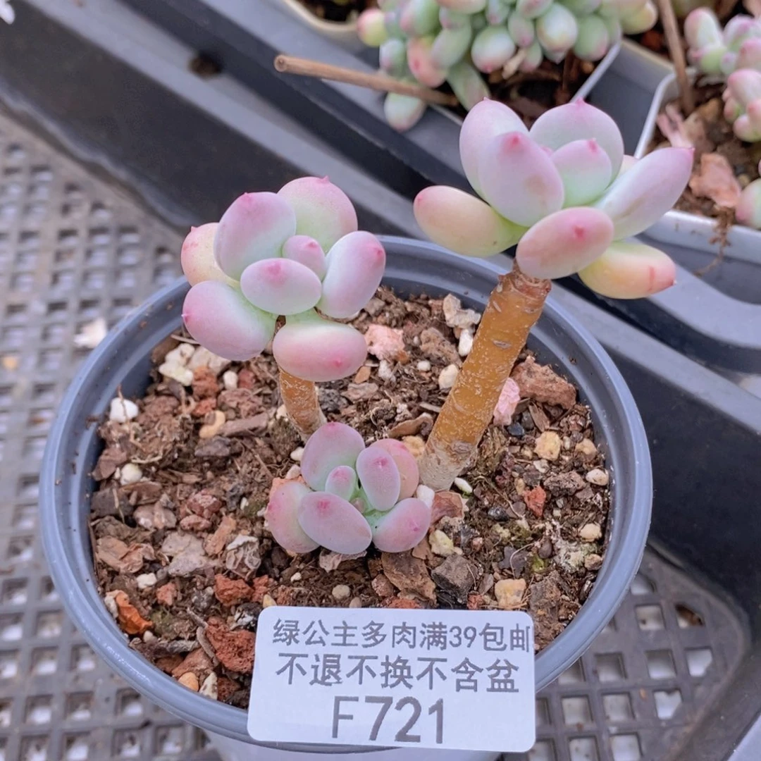 四代苹果奶721多肉植物