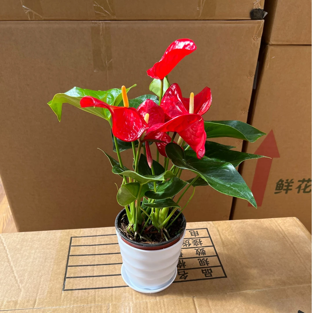 【红掌-明尼苏达130盆】高端进口品种亮红室内两旁盆栽四季开花