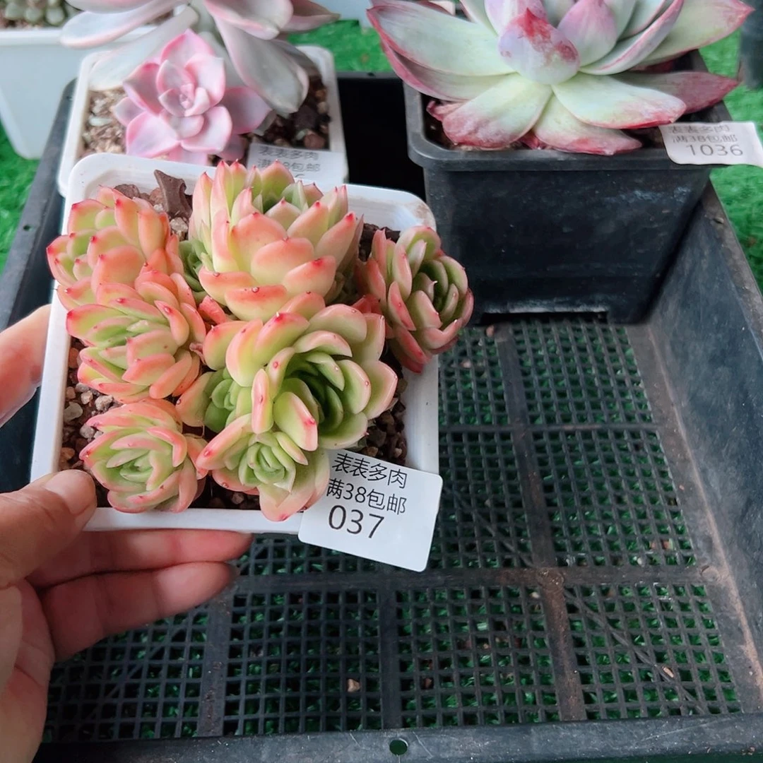多肉一物一拍植物037