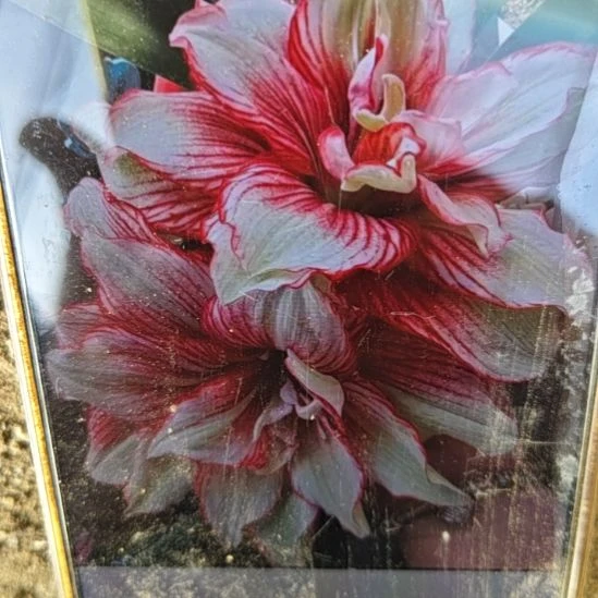 完全开放魅影重重4厘米左右