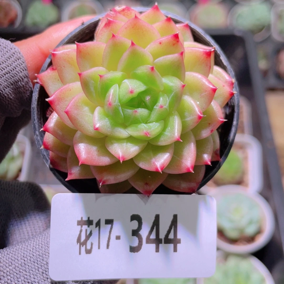 花利美17-344新品