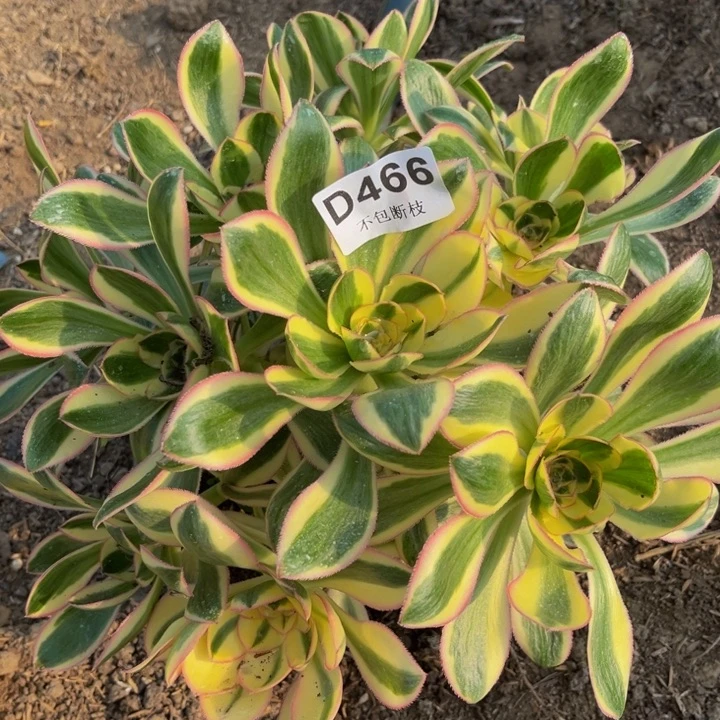 466燕姿绣球多肉法师不包断枝