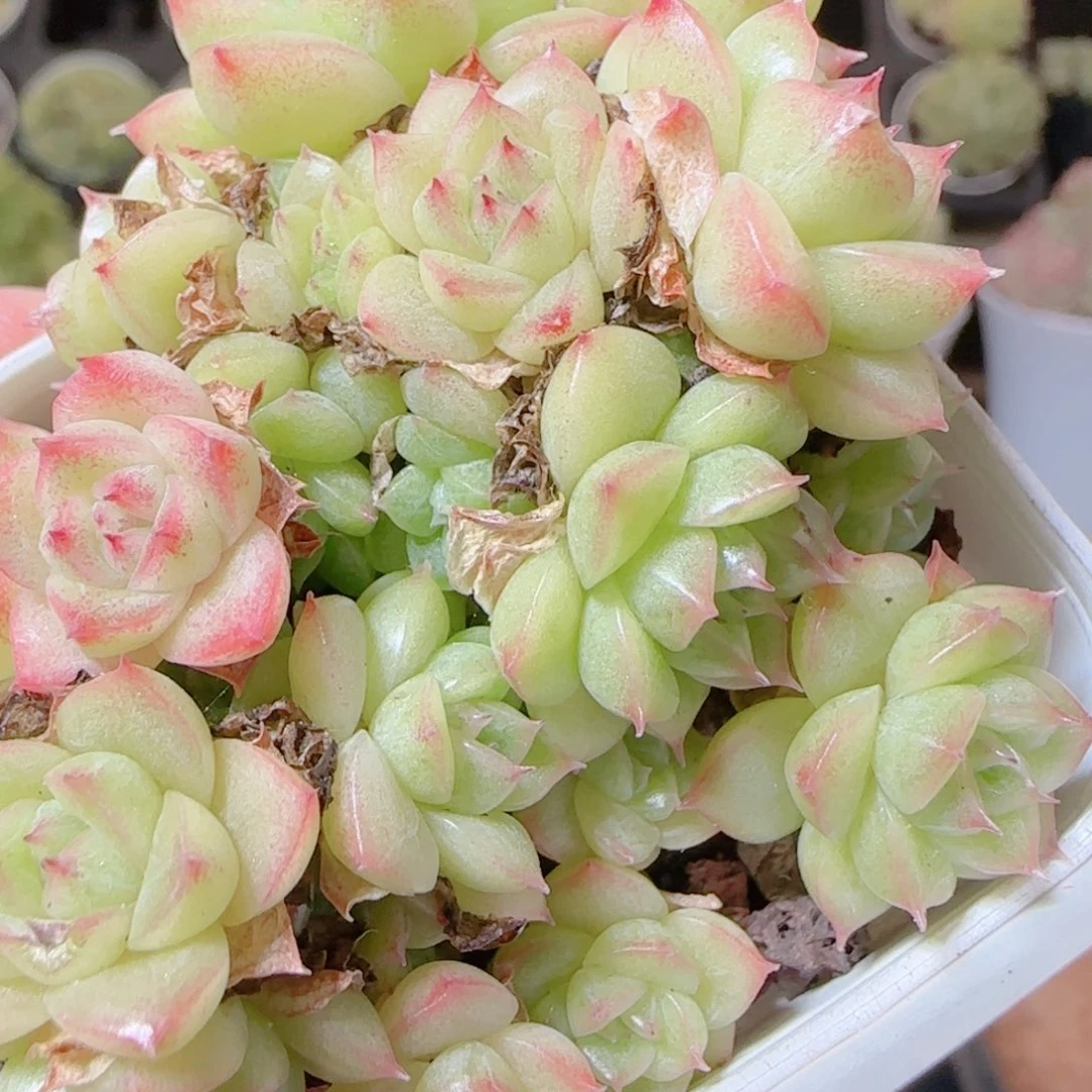 花语逸镜1116-242散