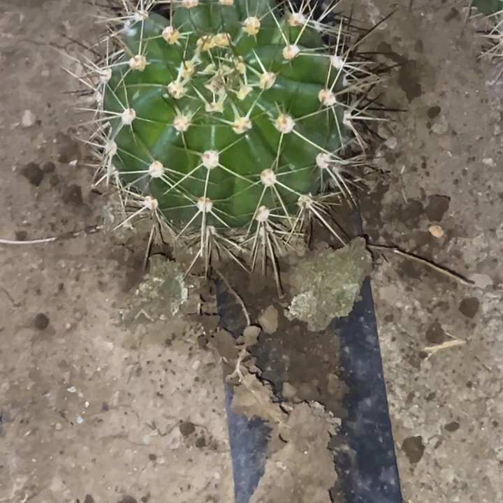 瑶*清清中秋节根瑕疵2