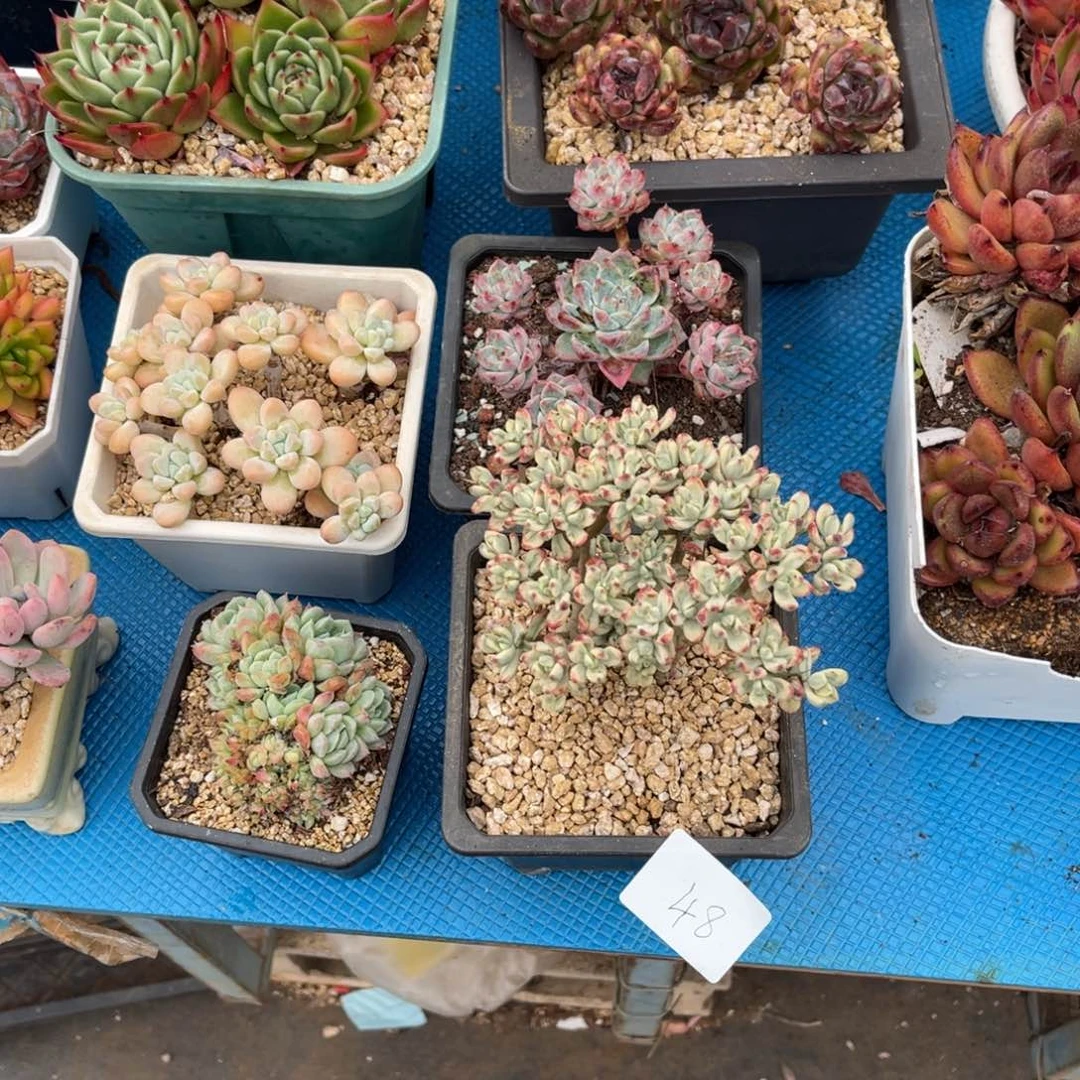 来**A0048米其林锦多肉