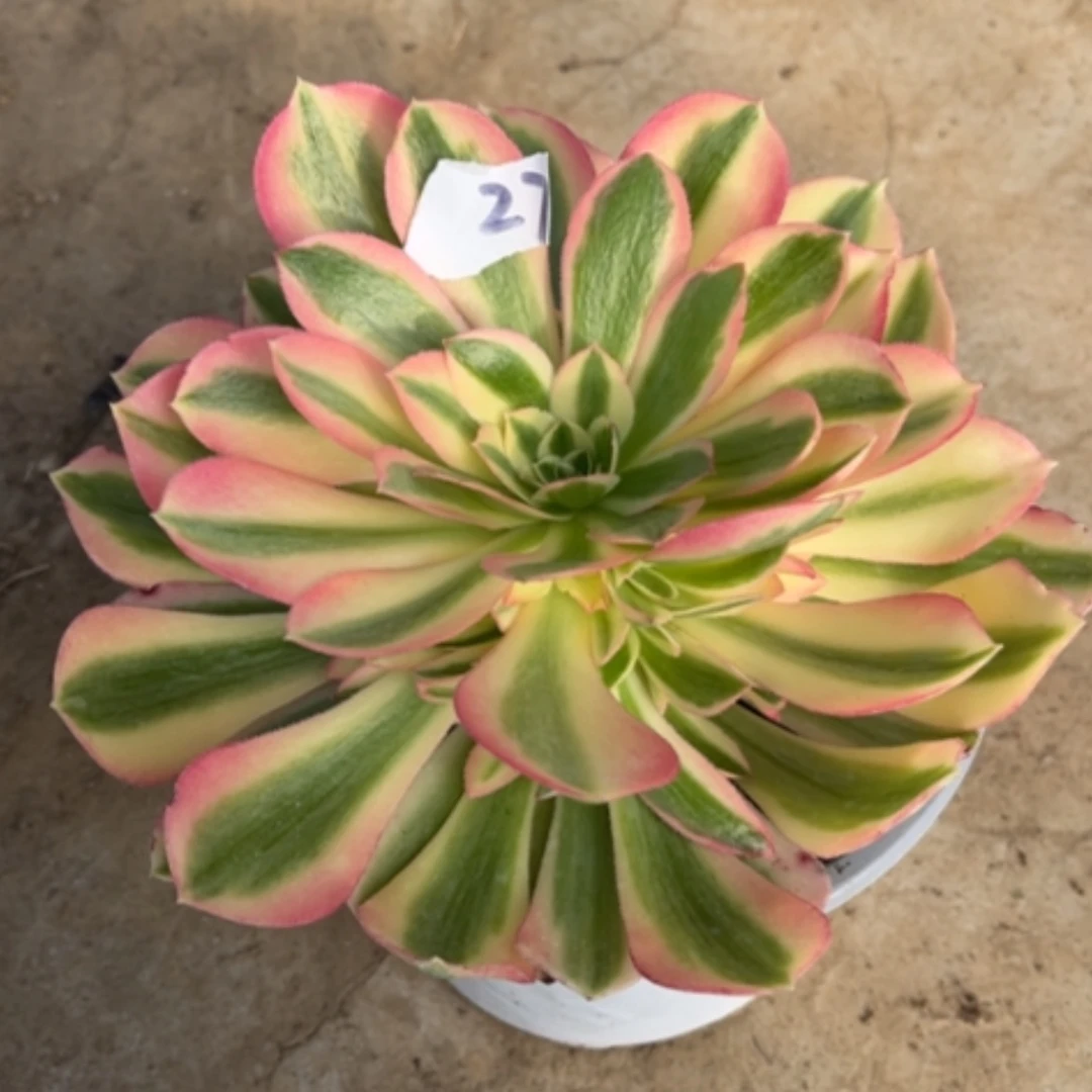 【闪购商品】27粉女巫多肉法师