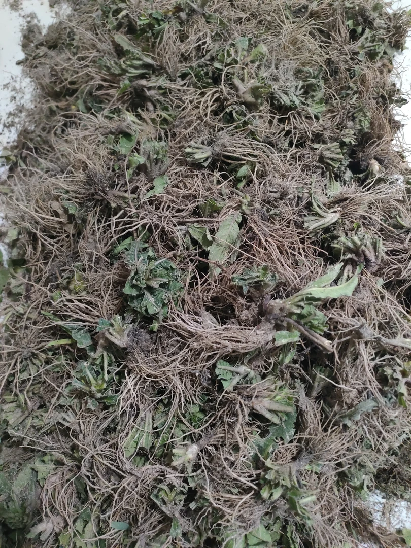 广西高山地胆头煲汤煲老鸭汤骨头汤