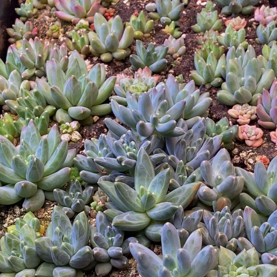 小****y217多肉酱面霜和红参蜗牛