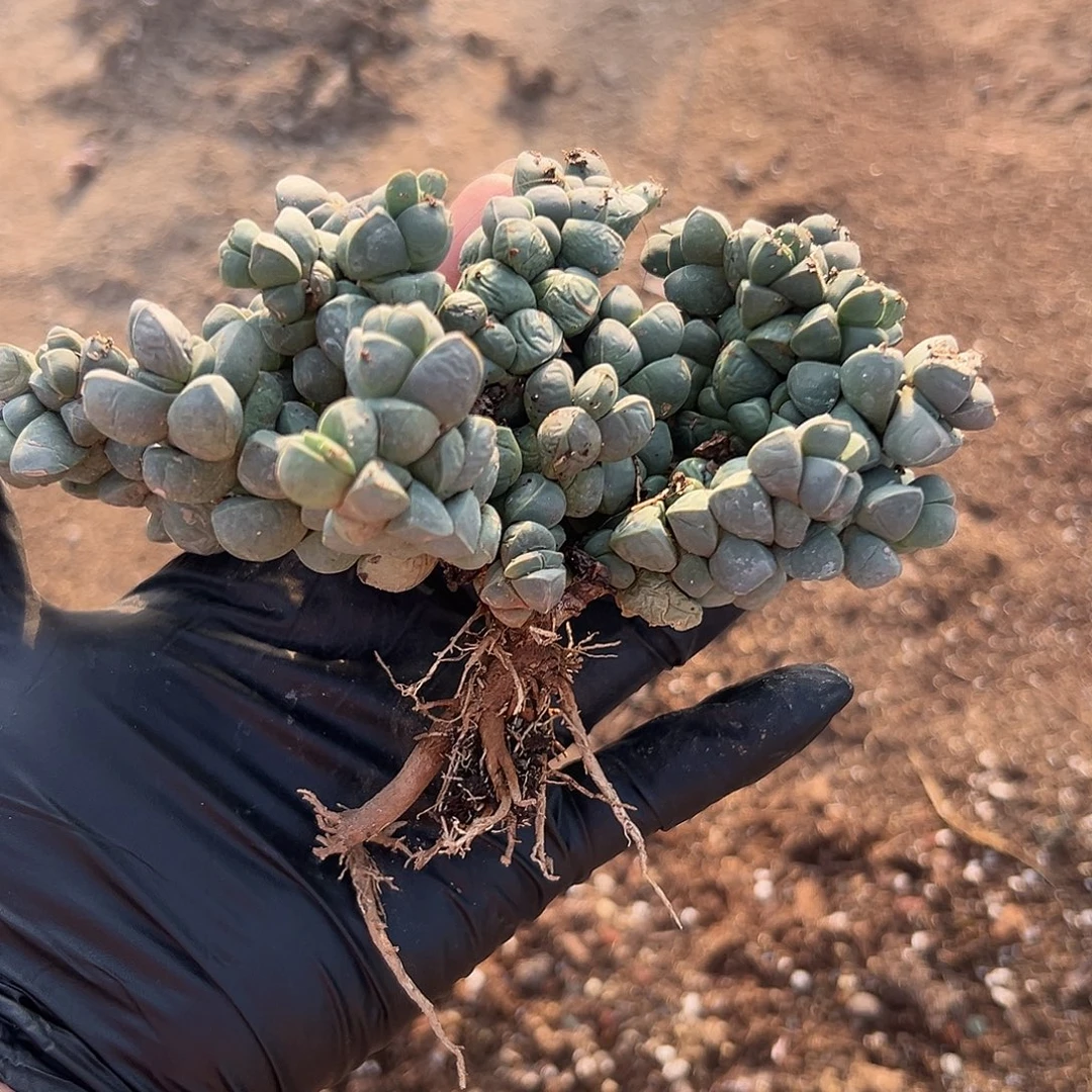 多肉植物鹿角海棠