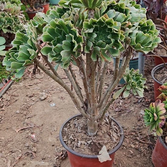 原始绿加急发货了3