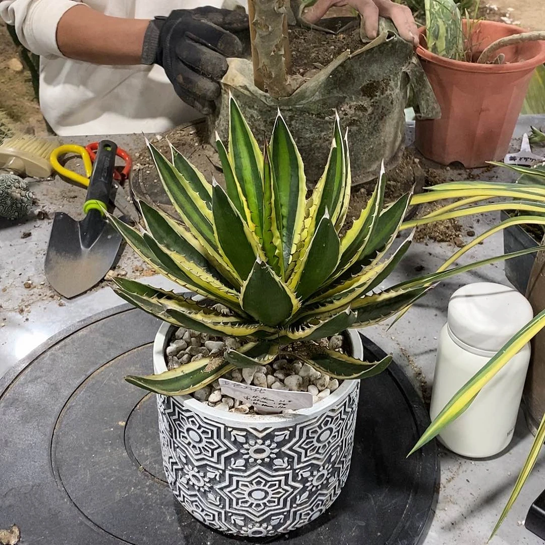 五色万代冠幅20公分一颗 叶多 型好