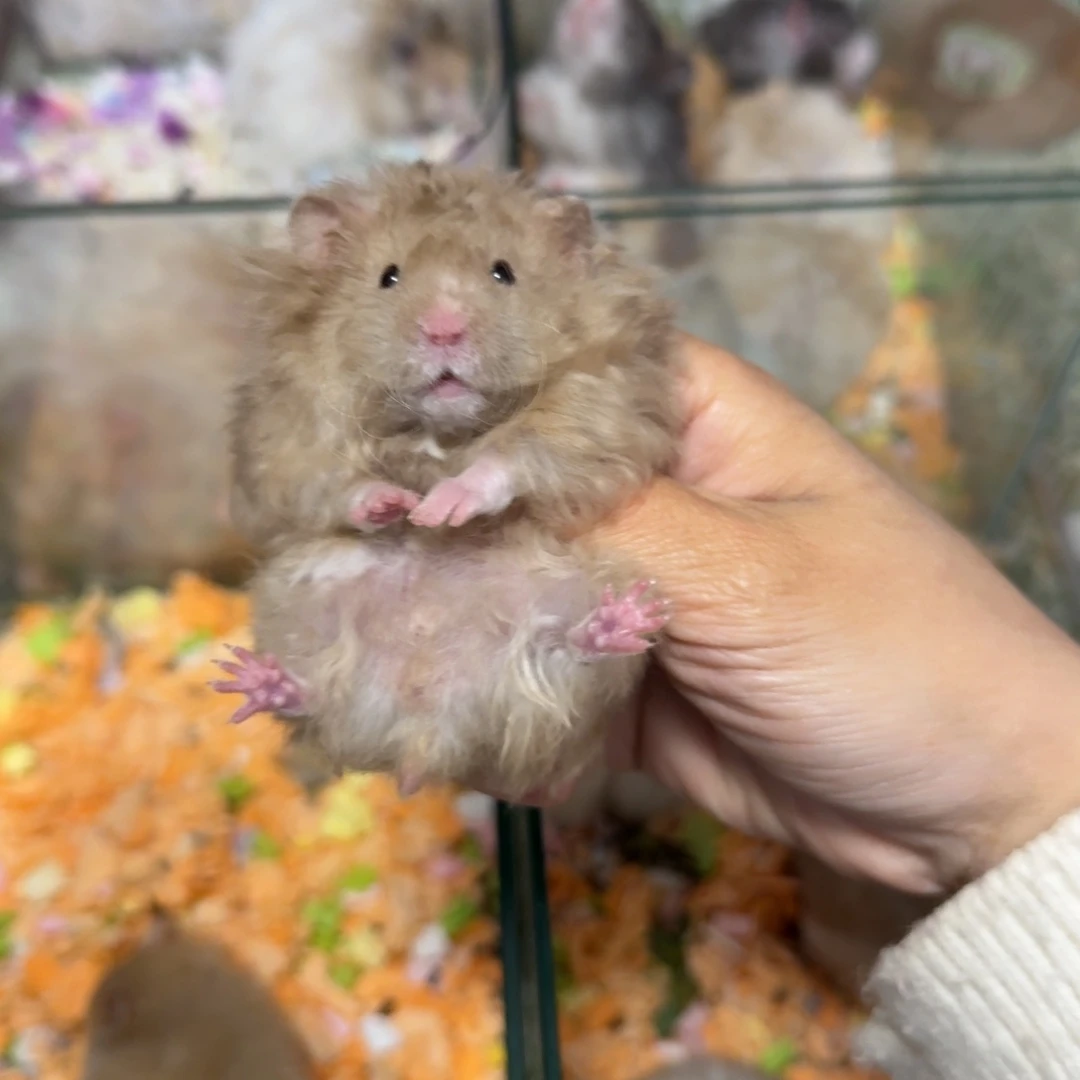 卷毛纯巧弟弟（11.9）体重偏轻