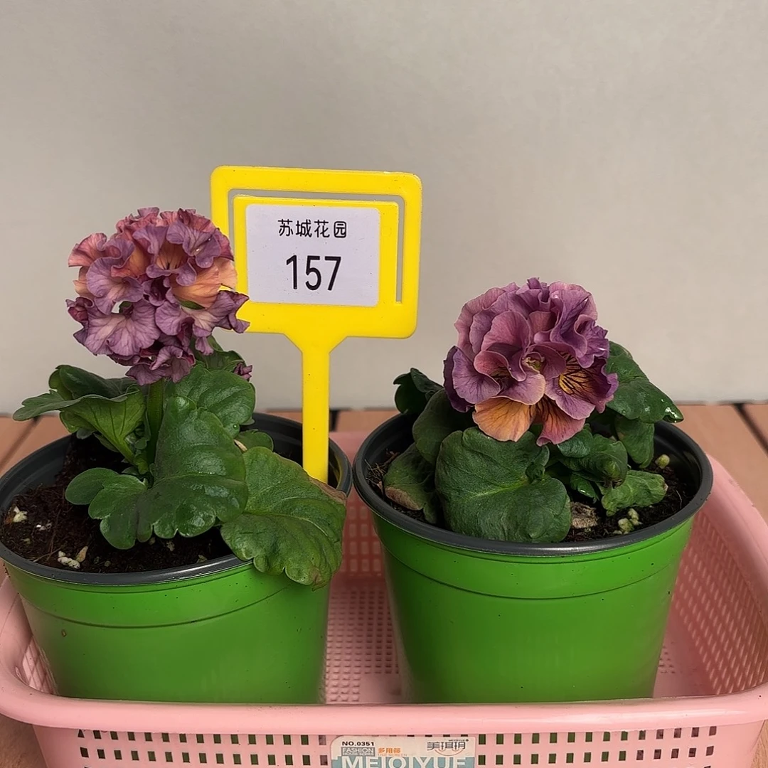 大部分开放少量花苞157
