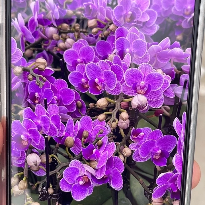 完全开放处理欧洲小兰3颗叶损苗带花剑不售后