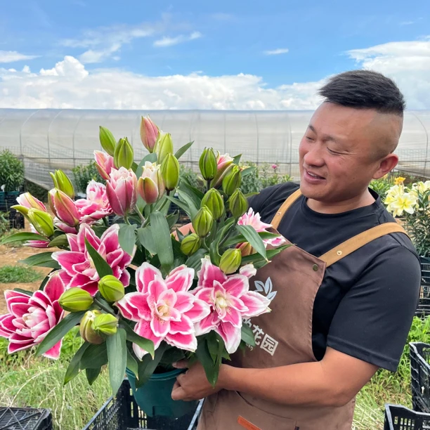 2号店丰哥《火星之恋18/20》重瓣香水百合大球可盆栽可地栽春天发芽