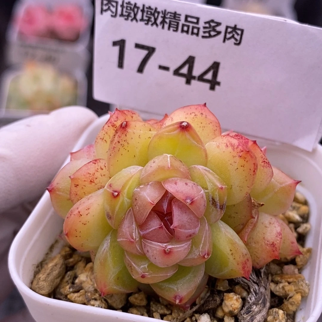 【闪购商品】17-44钻石珍妮