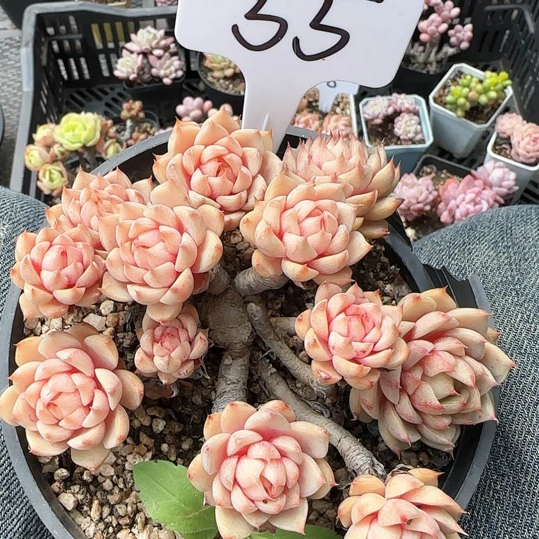 55po po tou mylow