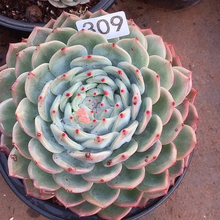 309杂交一物一拍多肉