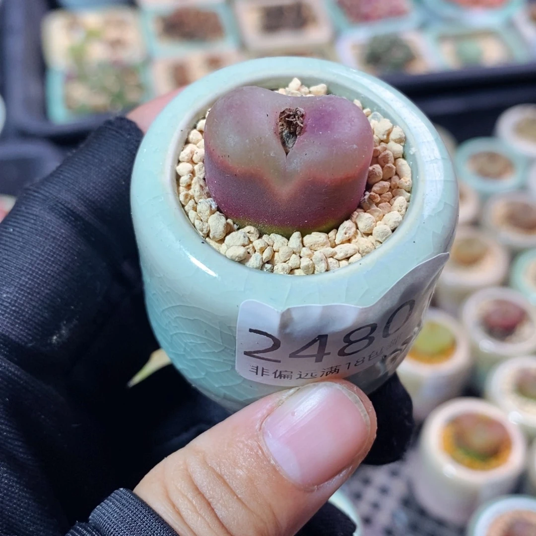 2480--一物一拍 带盆