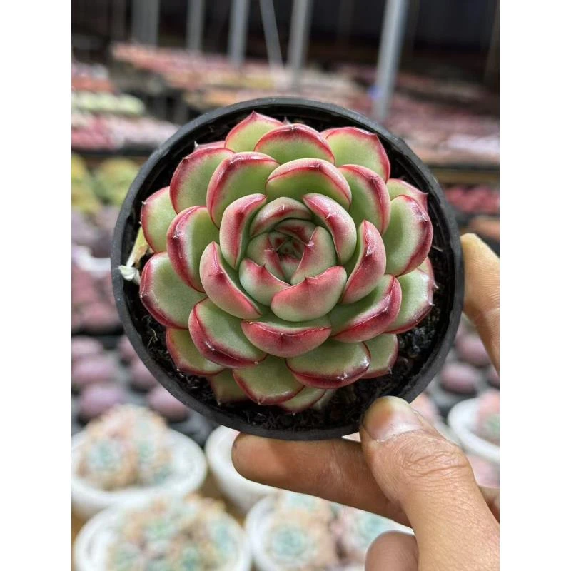 80#万宝龙多肉植物    前男友精品多肉 A180