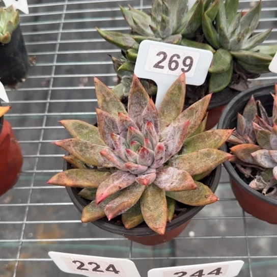 你***天269和71美人杂两颗多肉