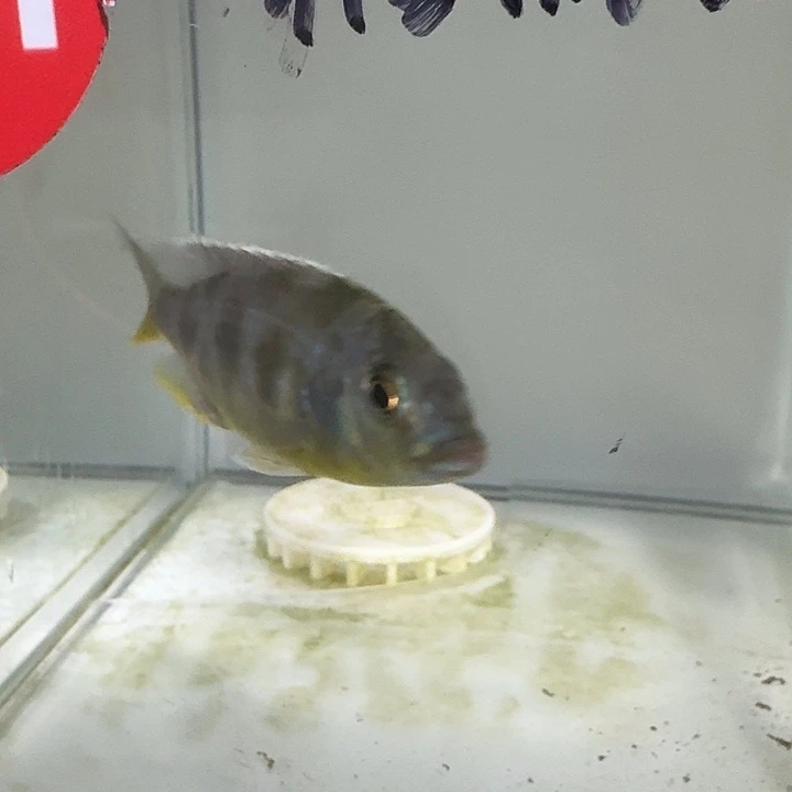 海水221号人工维纳斯