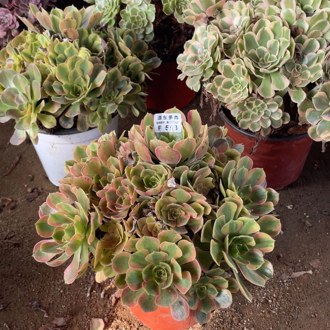 593红袖多肉法师断枝不包