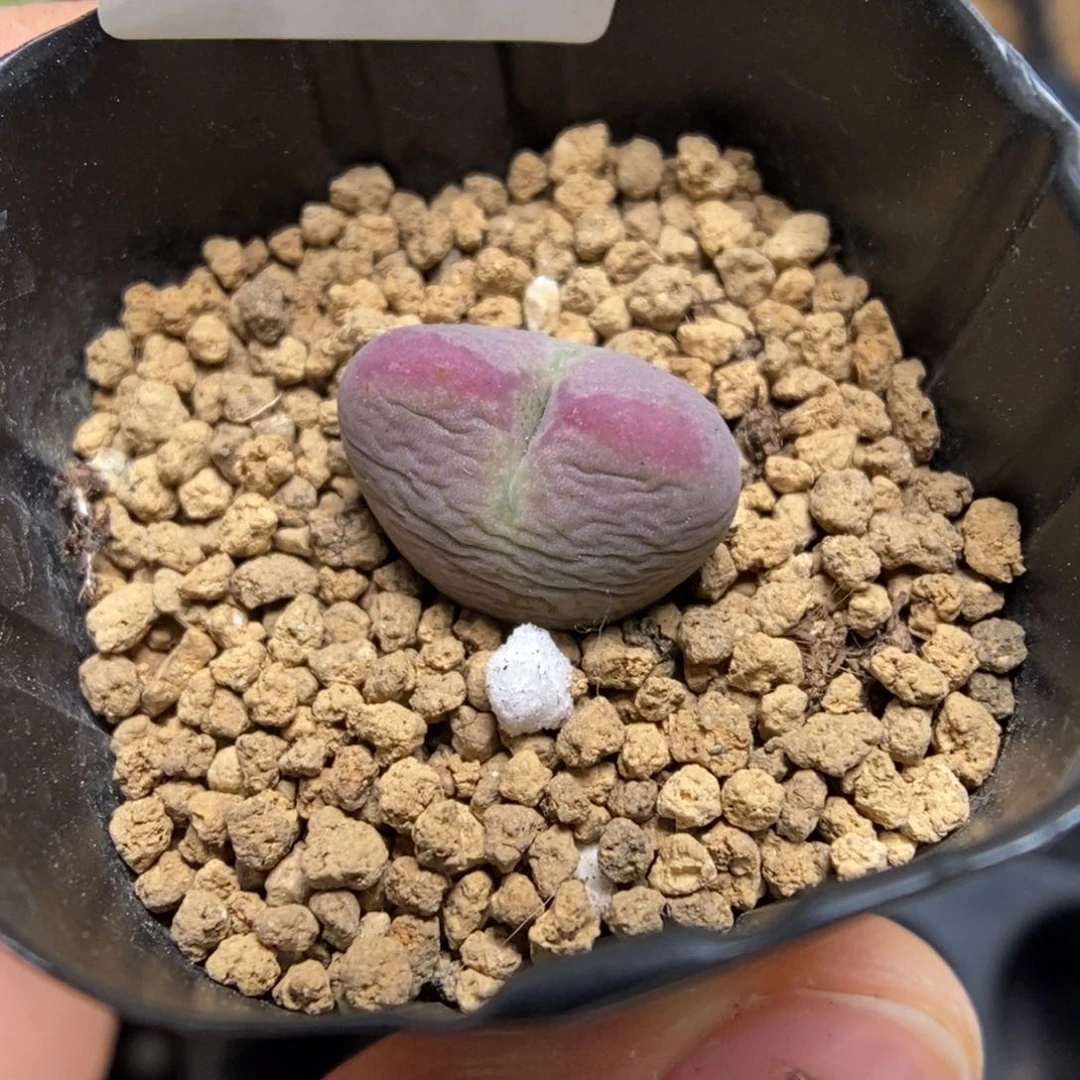 多肉植物肉锥杂交K-4690