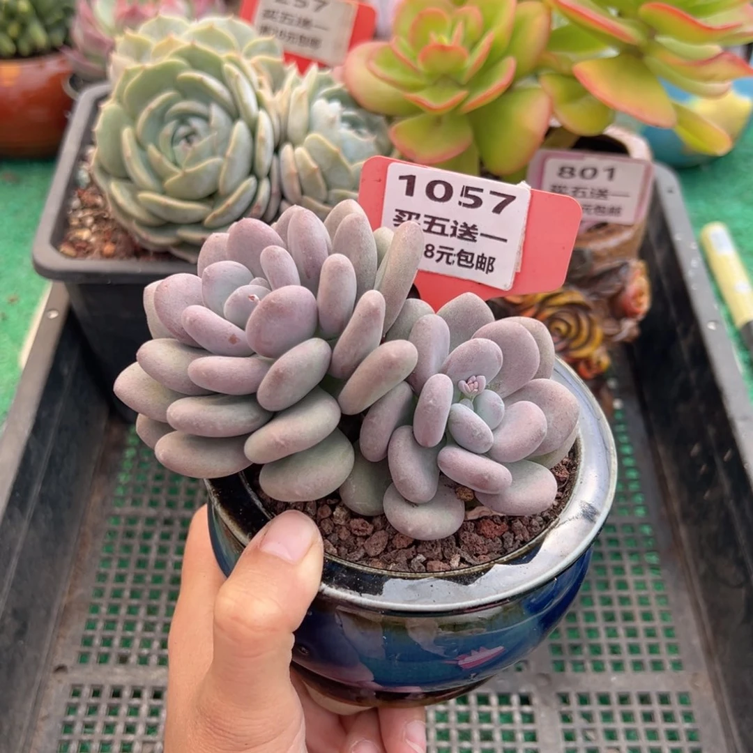 表妹精品多肉植物1057.