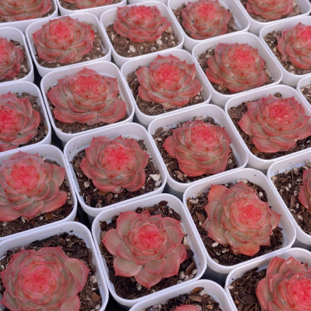 量拍92号 冻唇蜜单头一个