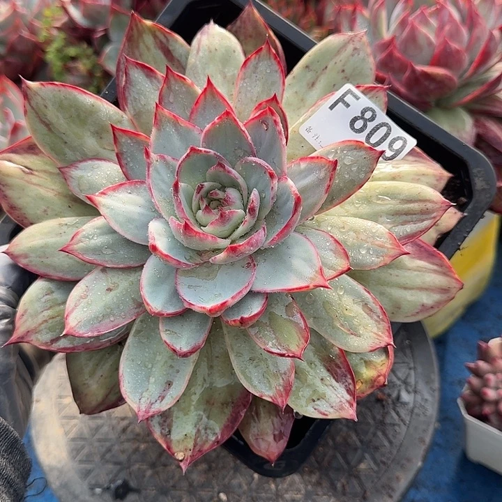 惊鸿惊鸿惊鸿 809...............