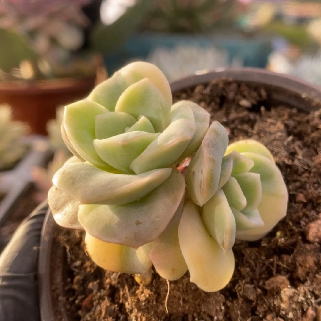 557可爱玫瑰锦锦锦锦锦