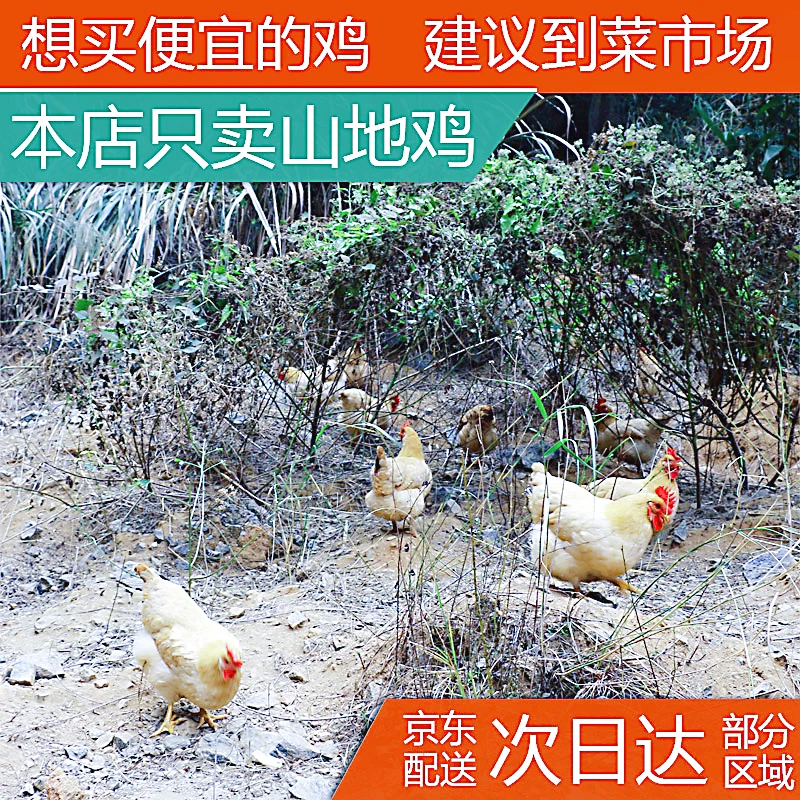 正宗散养土鸡广东老母鸡茂名月子鸡项信宜走地鸡杂粮整鸡新鲜现杀