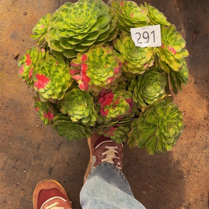 哈哈多肉葡萄福利291