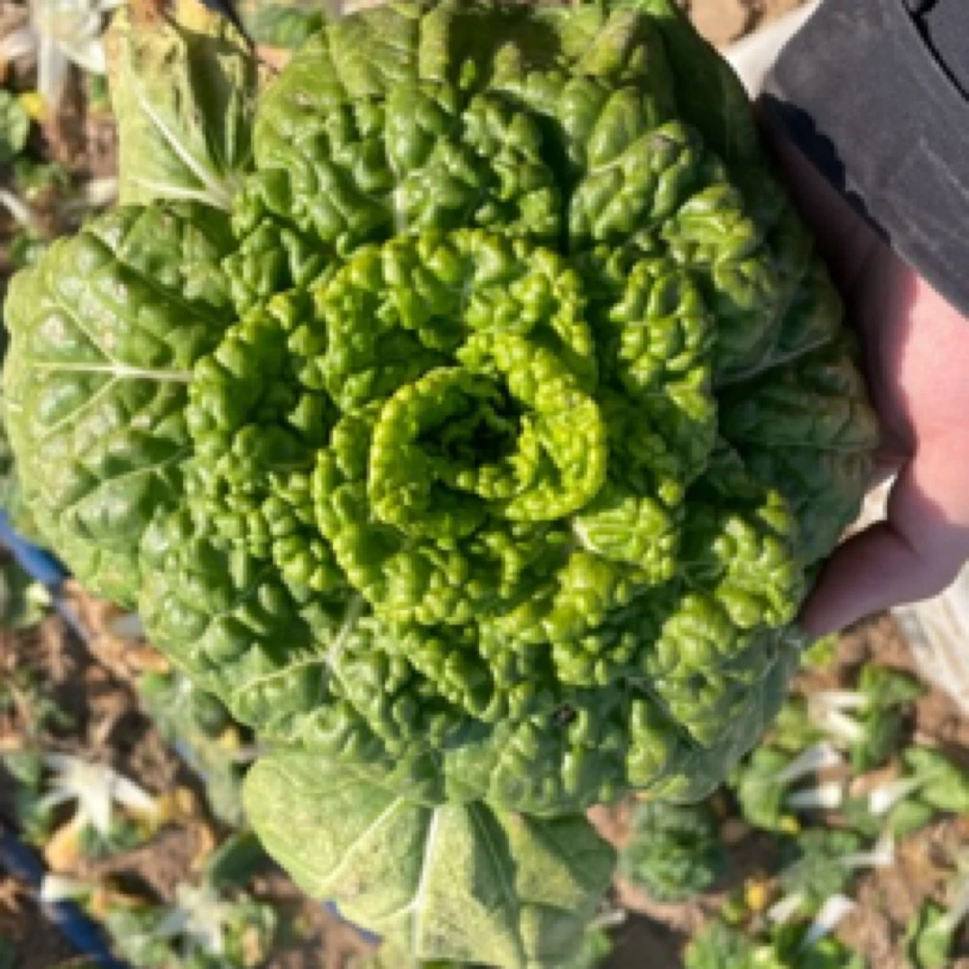 【新粉福利】河南乌塌菜火锅蔬菜卷心菜黄窝当季脆嫩青菜