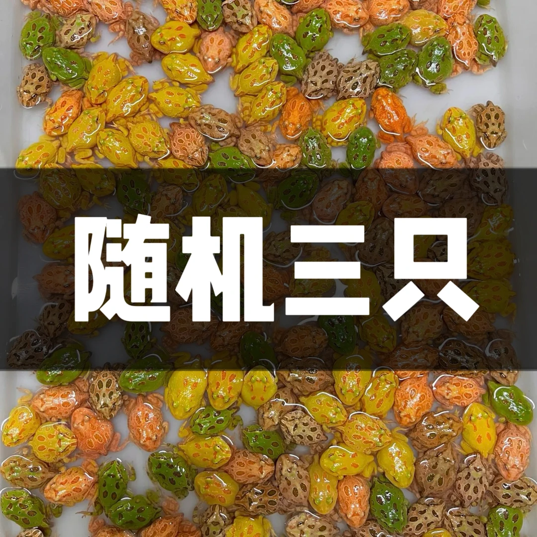 随机3只角蛙 全品无瑕疵 包运损 包开箱活 活体出售不支持无理由