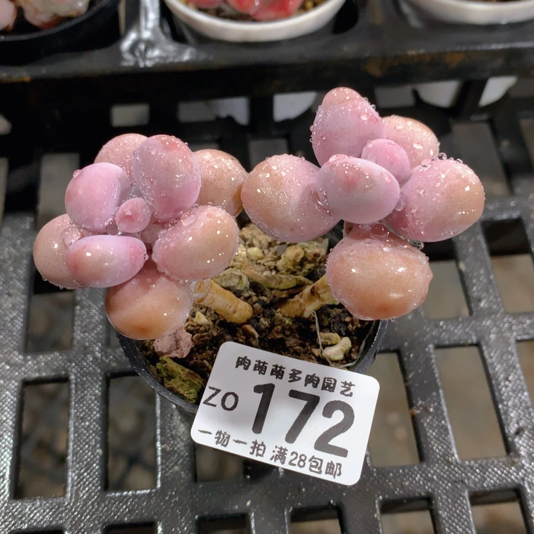 肉萌萌拇指盆精控多肉ZO172