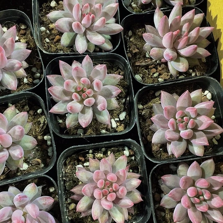 车厘子5.8带盆土发