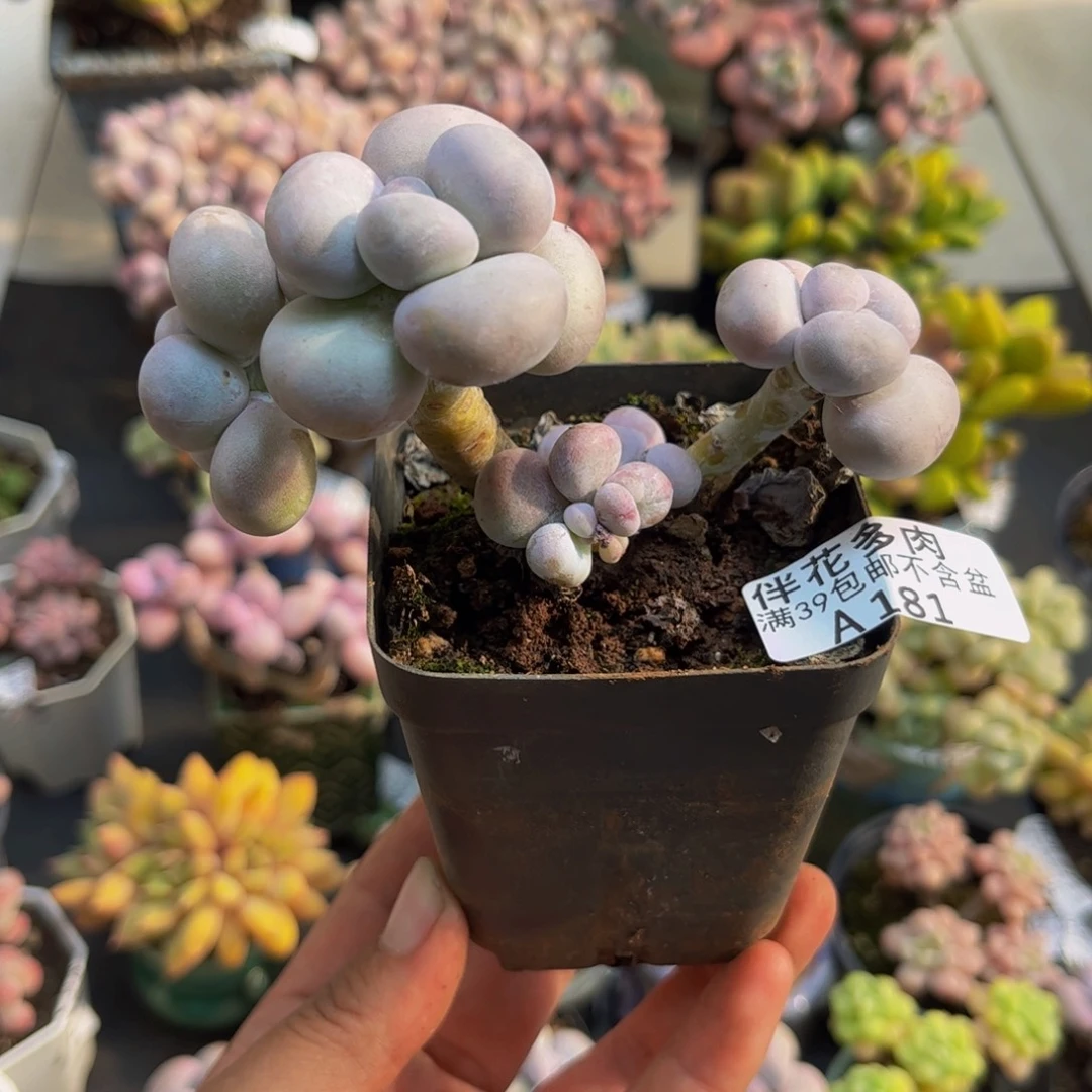 181芭比奶酪6cm多肉