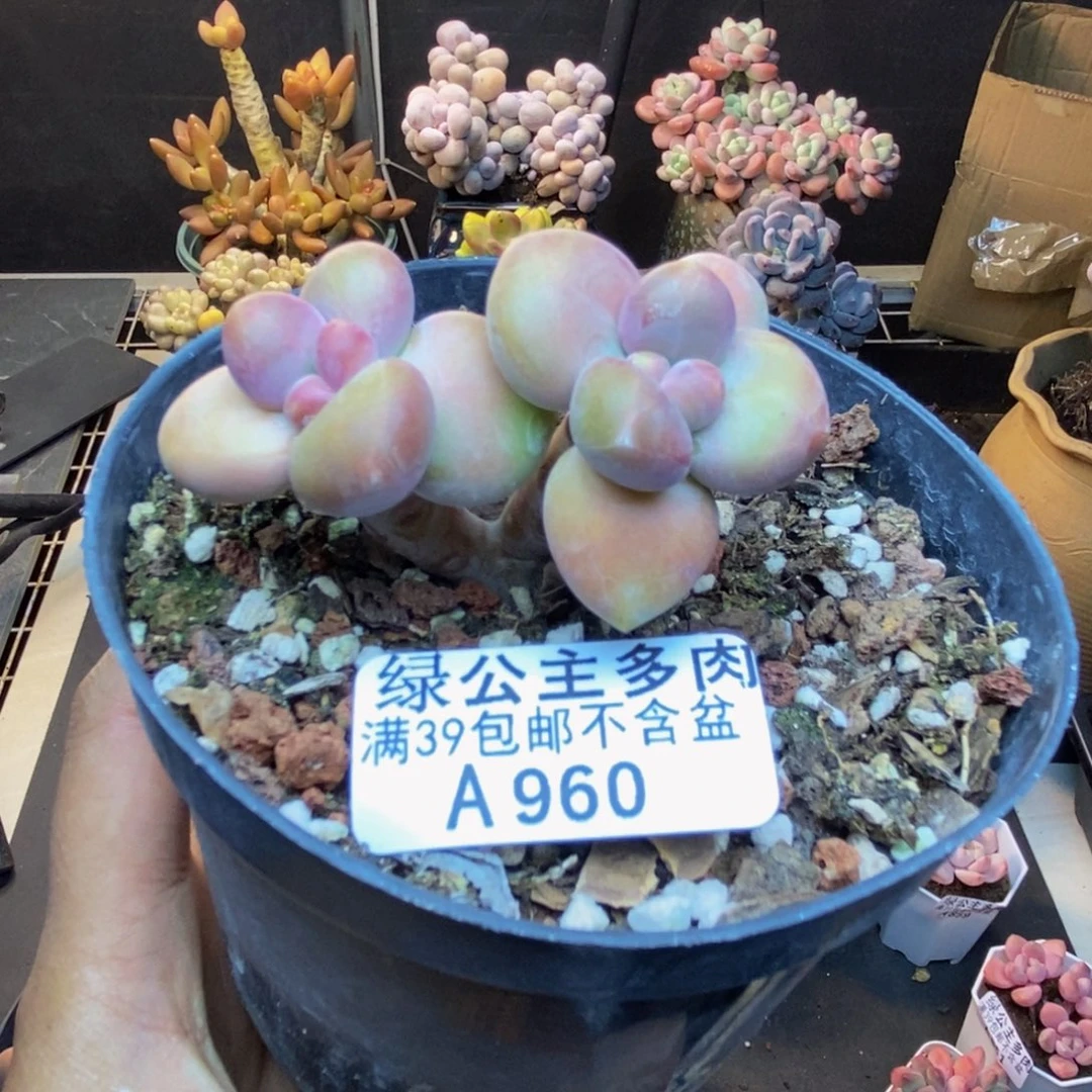 960芒果奶kk奶多肉5c m