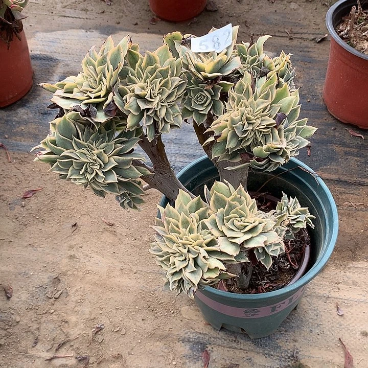 多肉植物灿烂缀582号
