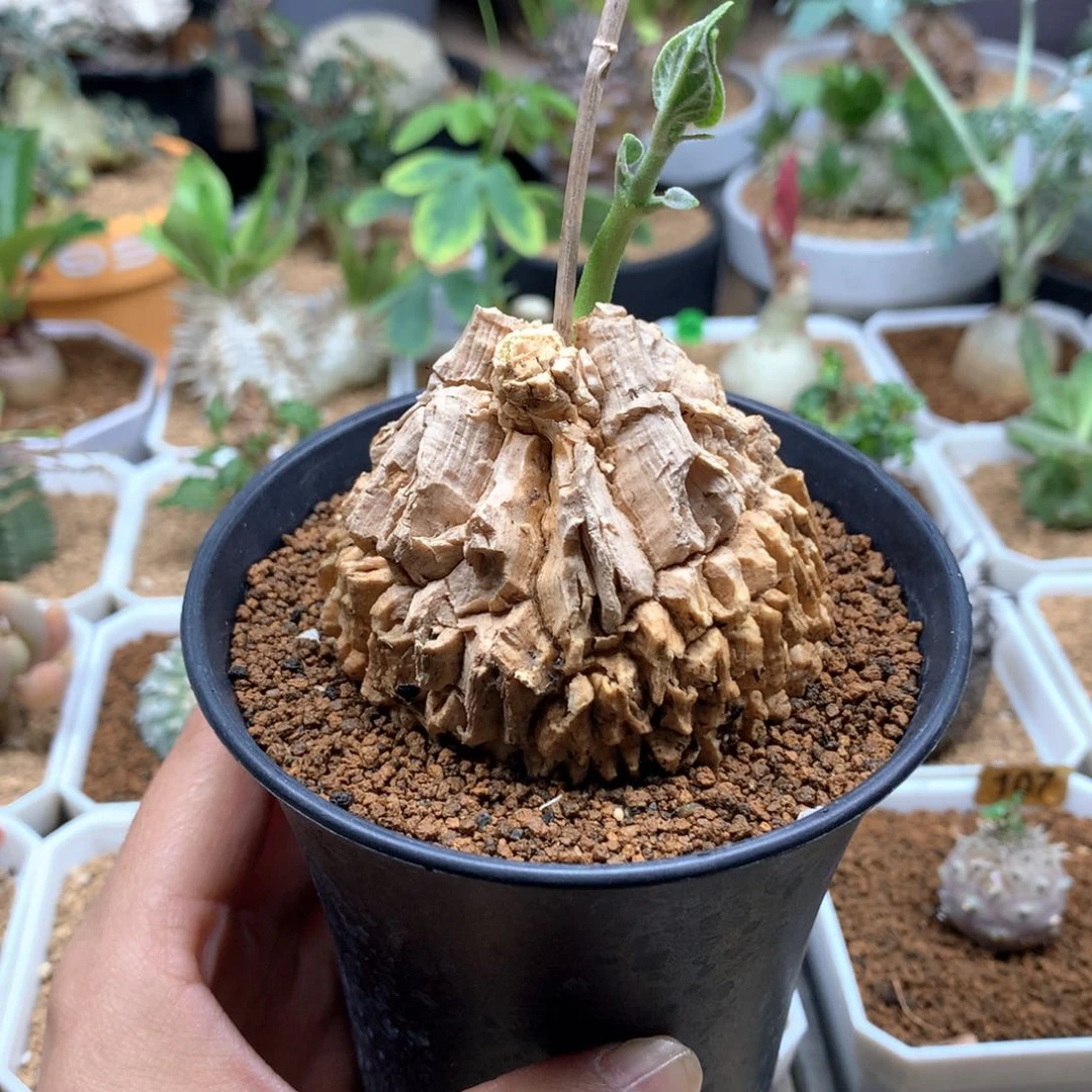 龟甲萝藦带盆6cm