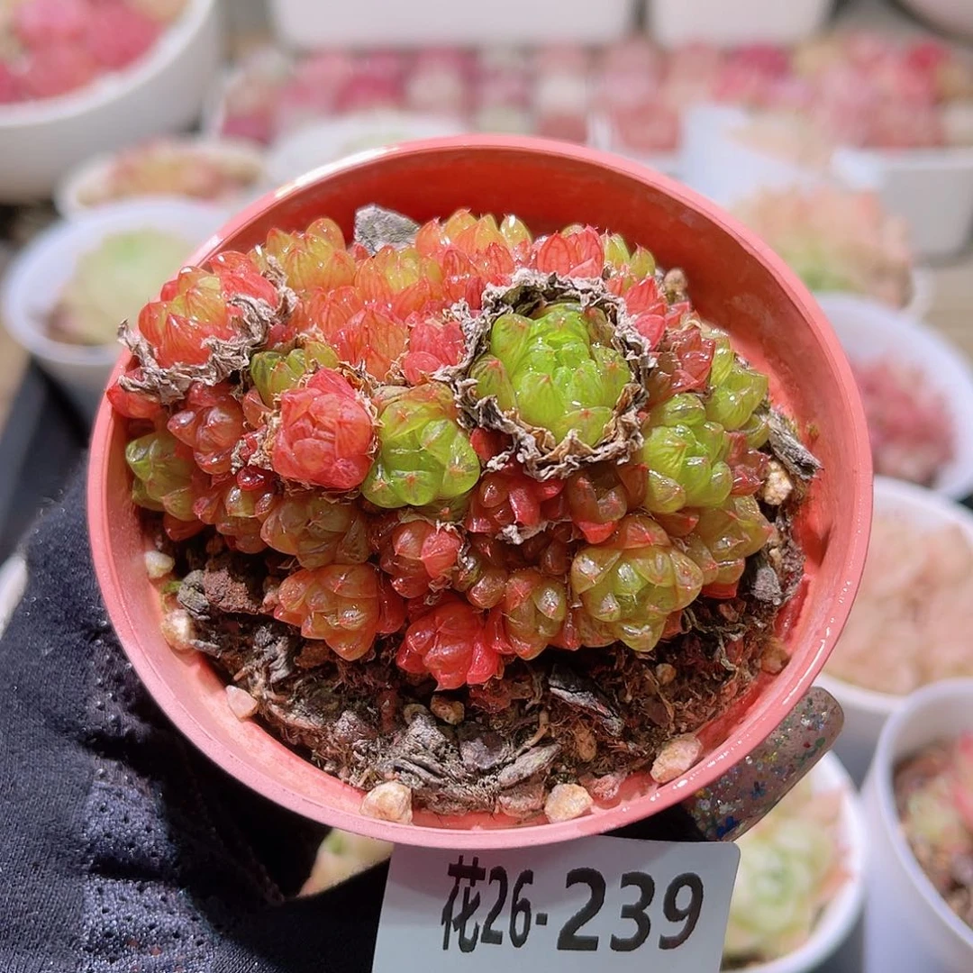 花利美26-239草玉露