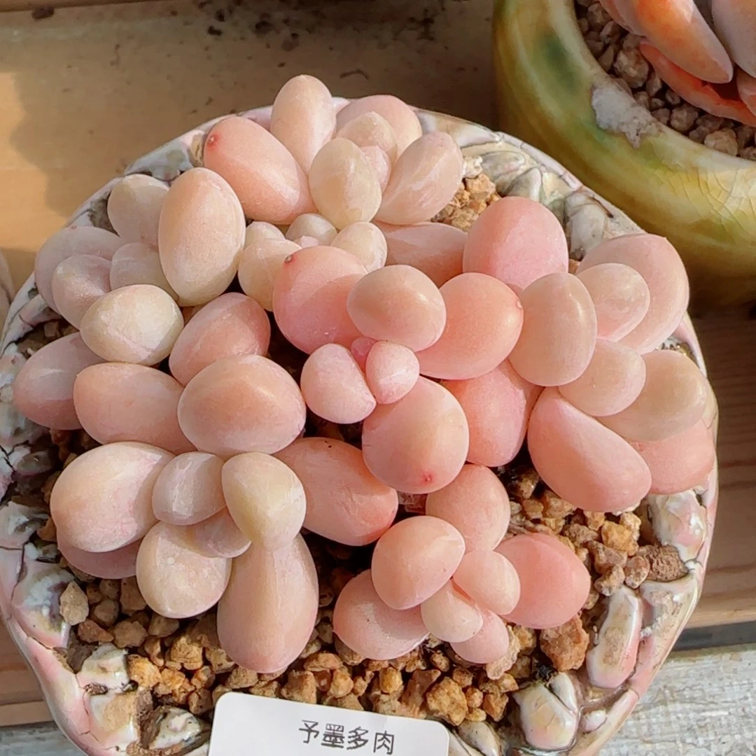 香玉无砍，7888多肉植物