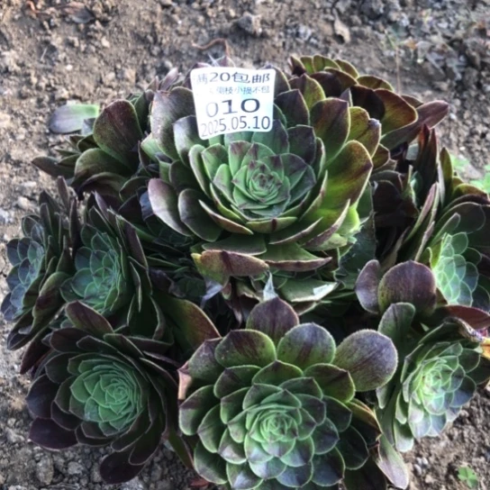 5.10-10淡墨多肉植物